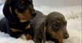 Gorgeous Smooth coat miniature dachshund puppies