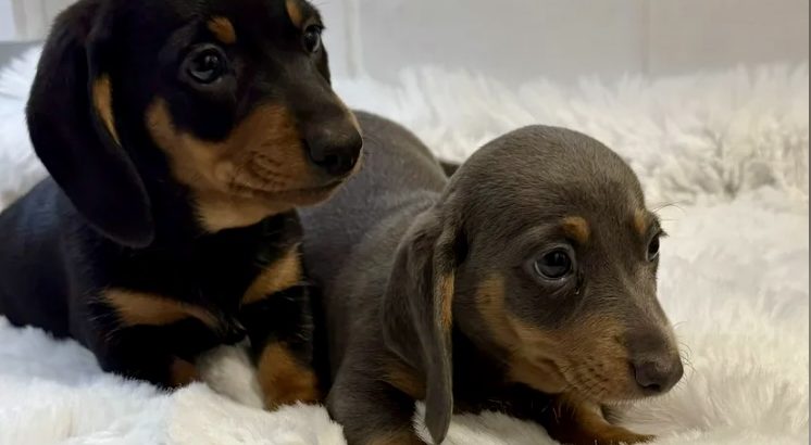 Gorgeous Smooth coat miniature dachshund puppies