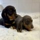 Gorgeous Smooth coat miniature dachshund puppies