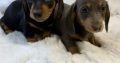 Gorgeous Smooth coat miniature dachshund puppies