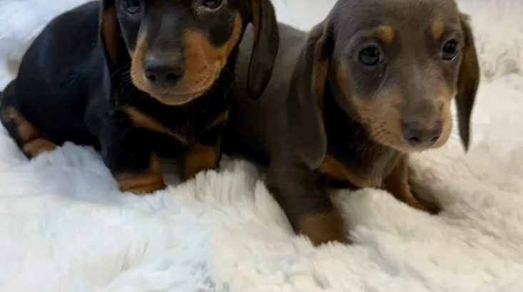 Gorgeous Smooth coat miniature dachshund puppies