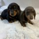 Gorgeous Smooth coat miniature dachshund puppies