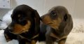 Gorgeous Smooth coat miniature dachshund puppies