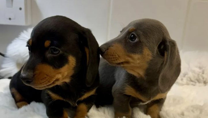 Gorgeous Smooth coat miniature dachshund puppies