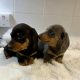 Gorgeous Smooth coat miniature dachshund puppies