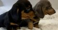 Gorgeous Smooth coat miniature dachshund puppies