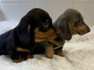 Miniature Dachshund Puppies for Sale in Dublin