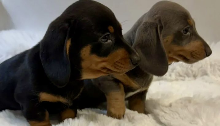 Gorgeous Smooth coat miniature dachshund puppies