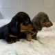 Gorgeous Smooth coat miniature dachshund puppies