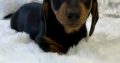 Gorgeous Smooth coat miniature dachshund puppies