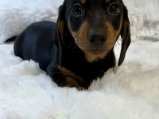 Gorgeous Smooth coat miniature dachshund puppies
