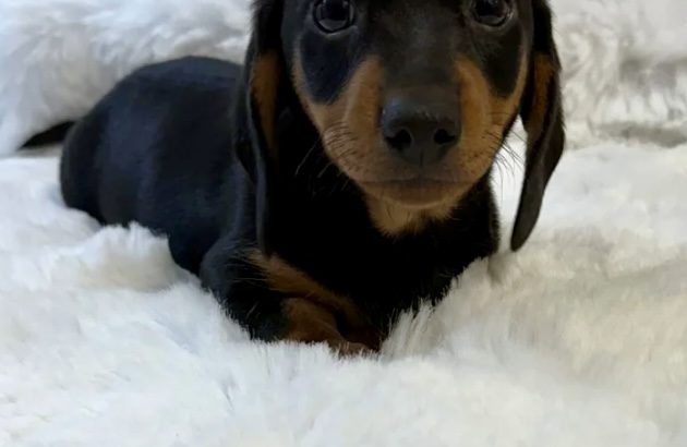 Gorgeous Smooth coat miniature dachshund puppies