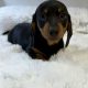 Gorgeous Smooth coat miniature dachshund puppies
