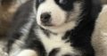 Pomsky puppies for sale in Galway