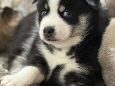 Pomsky puppies for sale in Galway