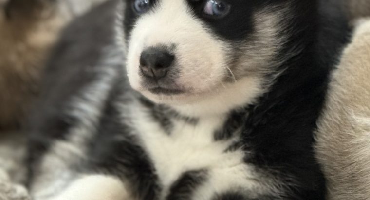 Pomsky puppies for sale in Galway