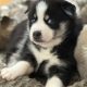Pomsky puppies for sale in Galway