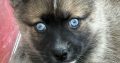 Pomsky puppies for sale in Galway