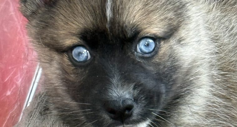 Pomsky puppies for sale in Galway