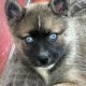 Pomsky puppies for sale in Galway