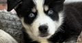 Pomsky puppies for sale in Galway