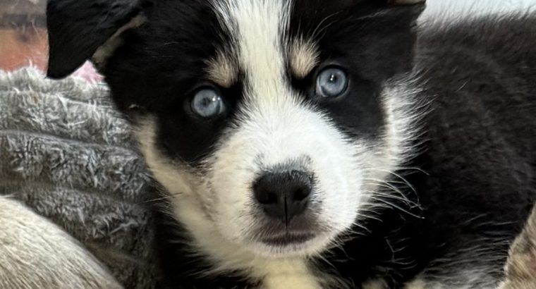 Pomsky puppies for sale in Galway