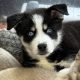 Pomsky puppies for sale in Galway