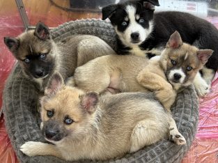 Pomsky puppies for sale in Galway