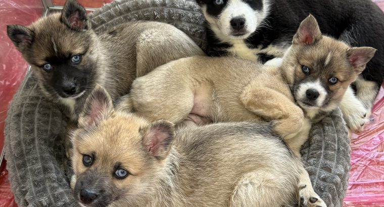 Pomsky puppies for sale in Galway