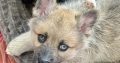 Pomsky puppies for sale in Galway