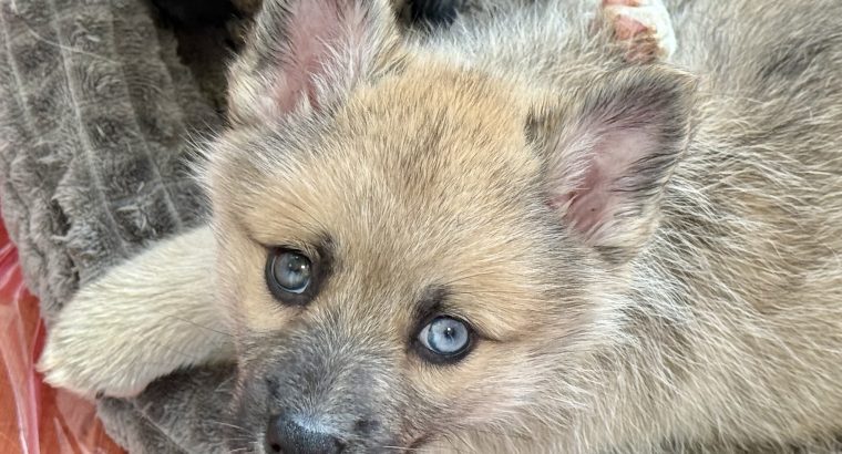 Pomsky puppies for sale in Galway
