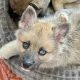 Pomsky puppies for sale in Galway