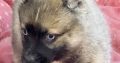 Pomsky puppies for sale in Galway