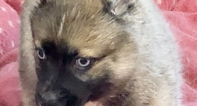 Pomsky puppies for sale in Galway