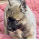 Pomsky puppies for sale in Galway