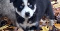 Pomsky puppies for sale in Galway