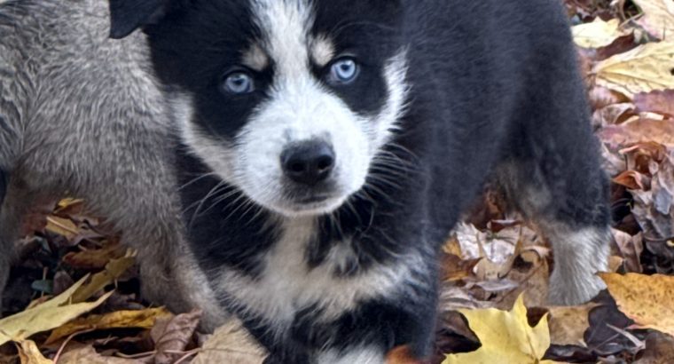 Pomsky puppies for sale in Galway