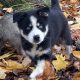 Pomsky puppies for sale in Galway