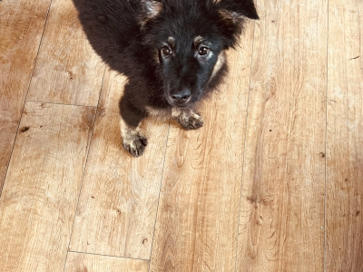 Puppy
