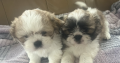 4 beautiful shih tzu pups for sale