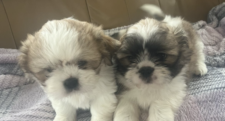 4 beautiful shih tzu pups for sale