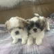 4 beautiful shih tzu pups for sale