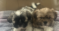 4 beautiful shih tzu pups for sale