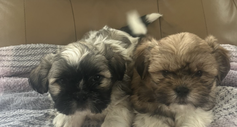 4 beautiful shih tzu pups for sale