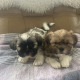 4 beautiful shih tzu pups for sale