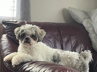Shihtzu