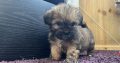 Beautiful Shihtzu