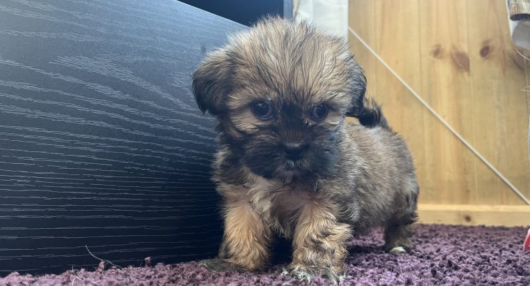 Beautiful Shihtzu