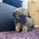 Beautiful Shihtzu