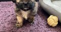 Beautiful Shihtzu